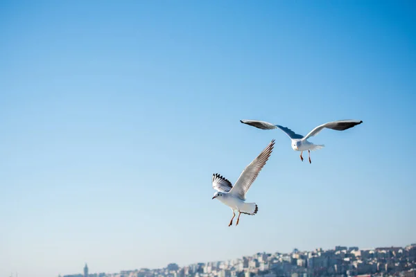 Par Gaivotas Voando Fundo Céu — Fotografia de Stock