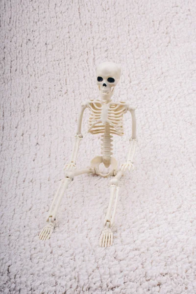 Modelo Esqueleto Humano Para Ciencia Anatomía Médica Concepto Clínica Médica —  Fotos de Stock