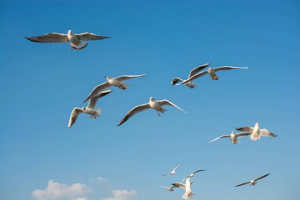 Martı Gökyüzünde Uçuyor Özgürlük Kavramı Olarak Uçan Martı — Stok fotoğraf