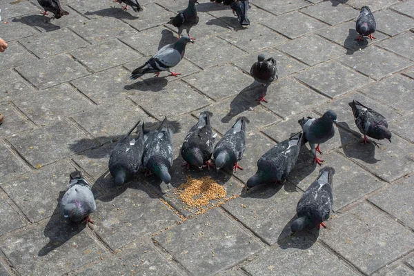 Mooie Duiven Voeden Zich Een Stedelijke Omgeving — Stockfoto