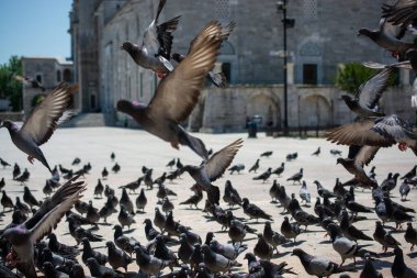 Güzel güvercin kuşları, şehir güvercinleri şehir ortamında yaşıyor.