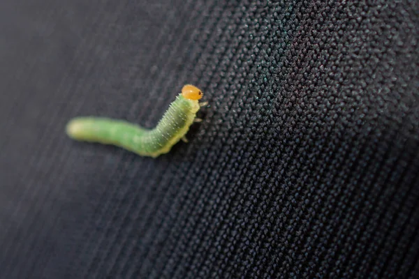 Verme Verde Bruchi Animali Isolare Sfondo Tessuto Nero — Foto Stock