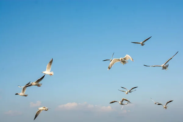 Seagull Flying Sky Seagull Flying Sky Freedom Concept — Stock Photo, Image