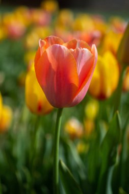 Baharın bahçesinde güzel renkli laleler çiçek açar.
