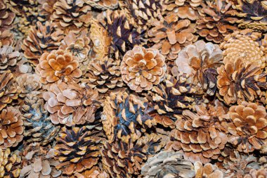 Doğal arka plan olarak bir sürü çam kozalağı var.