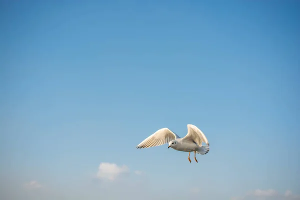 Gaviota Aves Marinas Está Volando Cielo Como Concepto Libertad — Foto de Stock