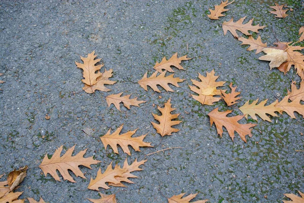 Automne Laisse Une Texture Fond Texture Fond Feuille — Photo