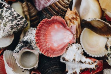 Doğal deniz kabuğu makro dokusu. Deniz kabuğu arkaplan dokusu.