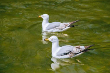 Martılar parktaki gölet suları üzerinde ve üzerindedir.