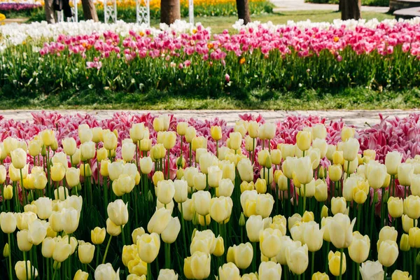 Blühende Tulpen Blühen Als Floraler Pflanzenhintergrund — Stockfoto