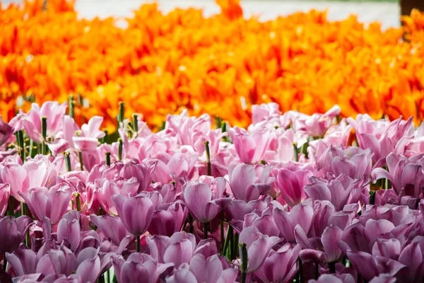 Blühende Tulpen Blühen Als Floraler Pflanzenhintergrund — Stockfoto