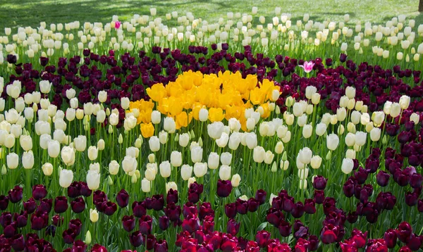 开花的郁金香花作为植物的背景 — 图库照片