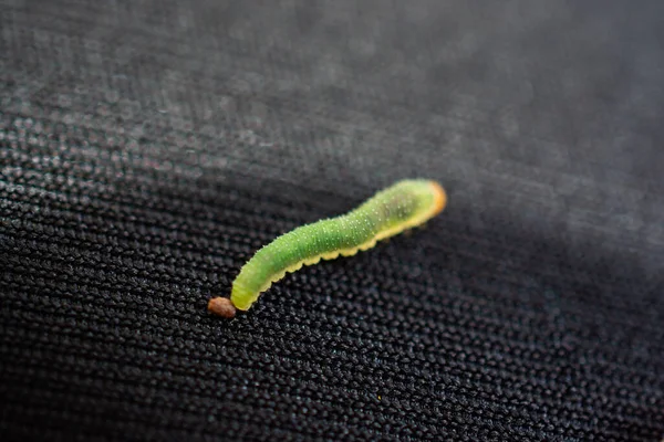 Verme Verde Bruchi Animali Isolare Sfondo Tessuto Nero — Foto Stock