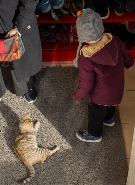 Fotos Del Gato Encantador Como Animal Doméstico Vista — Foto de Stock