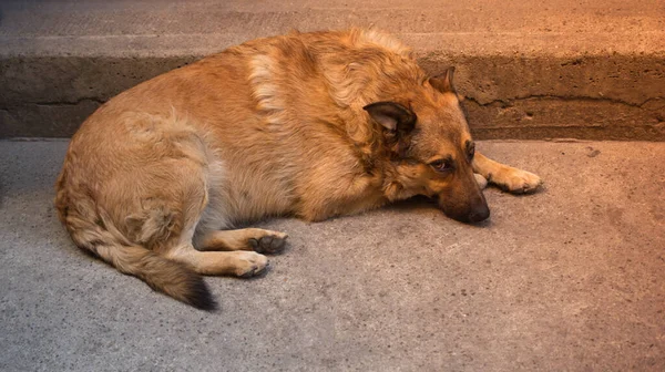 Anjing Liar Tunawisma Dalam Pandangan Sebagai Konsep Hewan Omestic — Stok Foto
