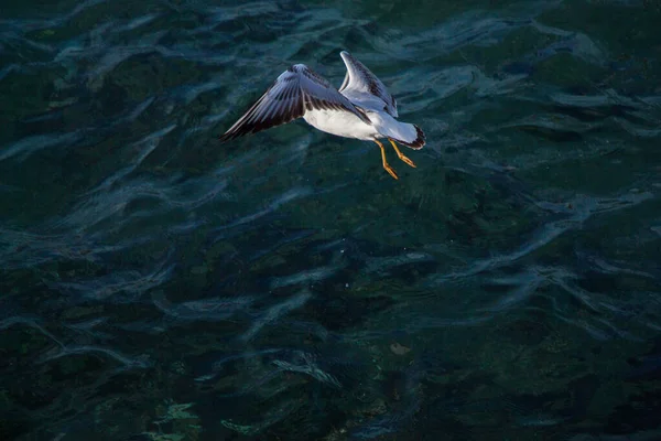 Gaivota Única Voando Sobre Mar Águas Mar — Fotografia de Stock