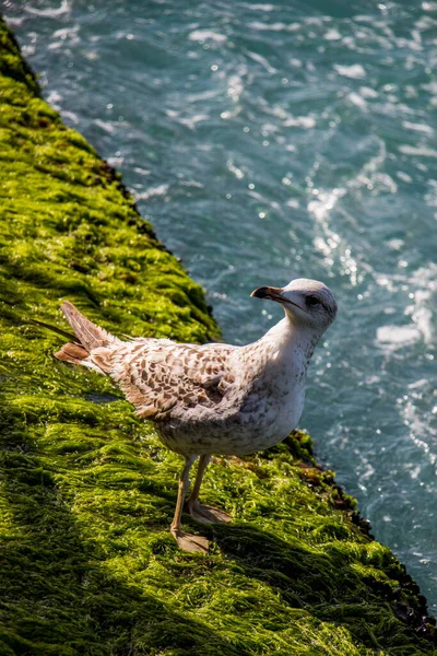 単一のカモメは海の岸にあります — ストック写真