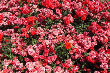 Çiçek arkaplanı gibi güzel renkli güller açıyor.