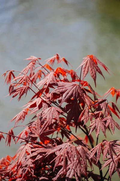 Hojas Árbol Como Textura Fondo Naturaleza Floral —  Fotos de Stock