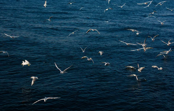 Las Gaviotas Están Sobre Sobre Agua Del Mar — Foto de Stock