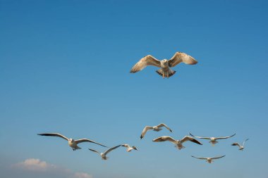 Martılar mavi gökyüzünde uçuyor