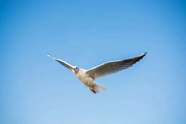 Fiskmåsen Flyger Skyn Som Frihetskoncept — Stockfoto