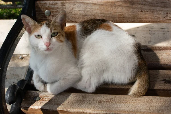 一只可爱的猫作为家养动物的画像 — 图库照片
