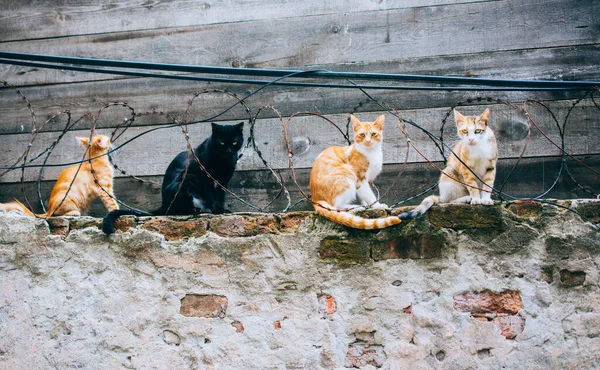 Portret Uroczych Kotów Jako Zwierząt Domowych Perspektywie — Zdjęcie stockowe