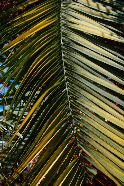 Baumblätter Als Florale Natur Hintergrundtextur — Stockfoto