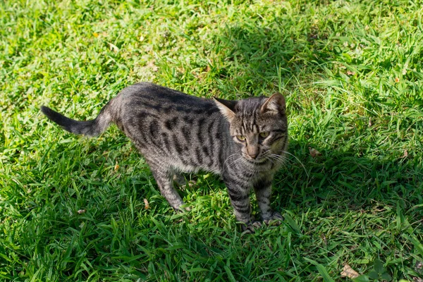 Ritratto Bel Gattino Come Animale Domestico Vista — Foto Stock