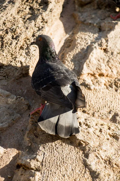 Single Duif Zittend Een Rock Achtergrond — Stockfoto