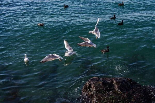 Gabbiani Sono Sopra Sopra Acqua Del Mare — Foto Stock