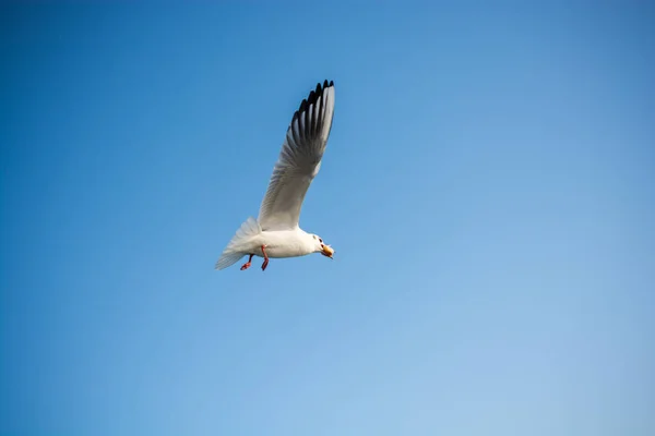 Jeden Racek Létající Modrém Pozadí Oblohy — Stock fotografie