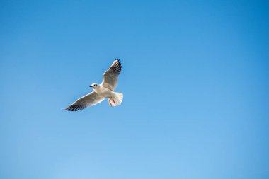 Deniz kuşu martısı özgürlük kavramı olarak gökyüzünde uçuyor.