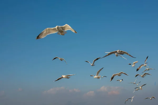 Mouette Volant Dans Ciel Ciel Volant Mouette Comme Concept Liberté — Photo