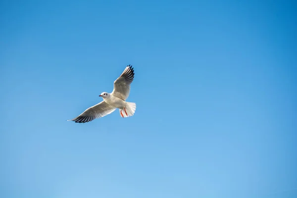 Gabbiano Uccello Marino Sta Volando Cielo Come Concetto Libertà — Foto Stock