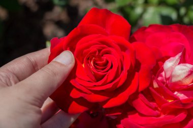 Renkli bir gül çiçeğini tutarken