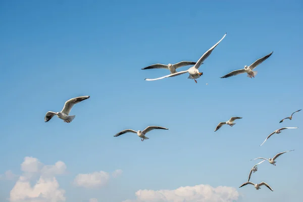 Mouette Volant Dans Ciel Ciel Volant Mouette Comme Concept Liberté — Photo