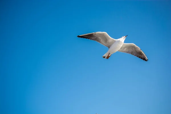 Gaivota Única Voando Céu Como Fundo — Fotografia de Stock