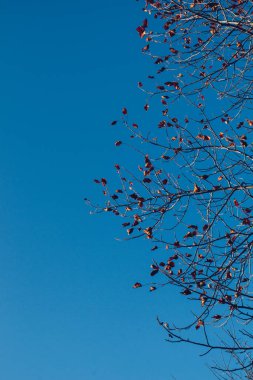 Ağacın üst kısmı ağaç dalları ve gökyüzü manzaralı