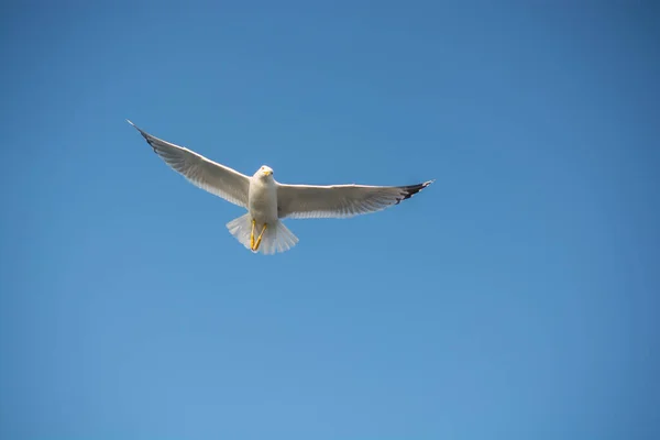 Seabird seagull is flying in sky as freedom concept