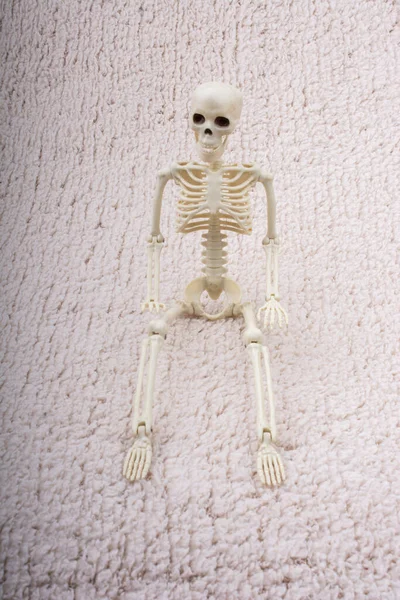 Menschliches Skelettmodell Für Die Medizinische Anatomie Wissenschaft Konzept Der Medizinischen — Stockfoto