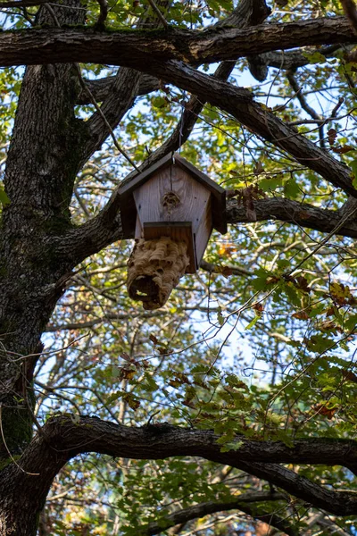 Aves Caseras Madera Colgando Una Rama Árbol — Foto de Stock