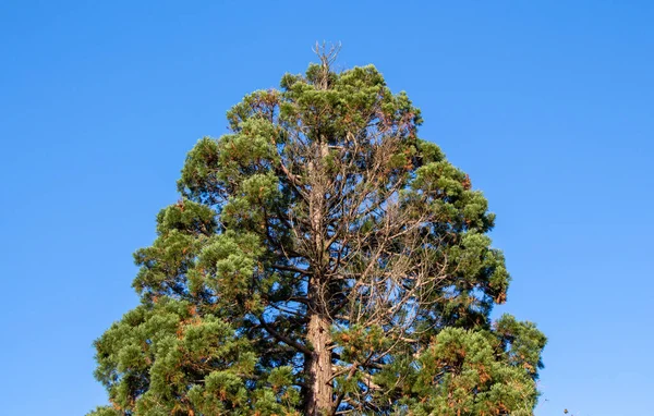 Vrchní Část Listů Stromů Větvemi Výhledem Oblohu — Stock fotografie