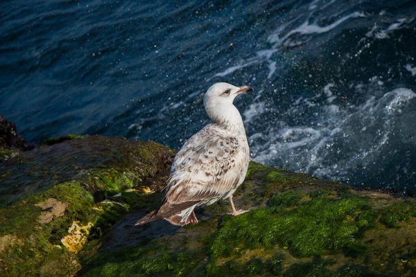 Eenzeemeeuw Vinden Aan Kust Van Zee — Stockfoto