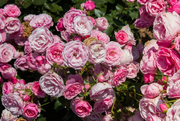 Blühender Schöner Rosenstrauß Frühlingsgarten — Stockfoto