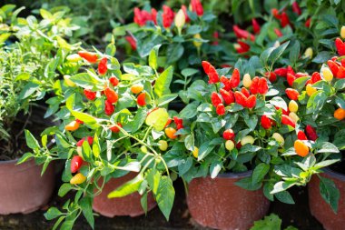Bir çok Kırmızı Biber bitkisi gıda arka planında yetişir.