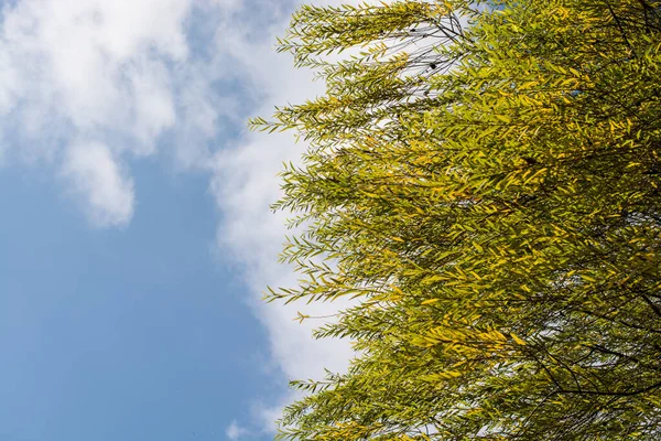 Дерево Листя Квіткова Текстура Фону — стокове фото