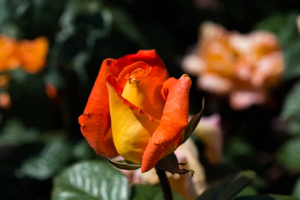 Hermosa Flor Rosa Colorida Fondo Del Jardín — Foto de Stock