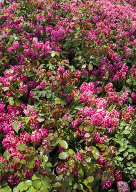 Çiçek açan güzel renkli taze doğal çiçekler.